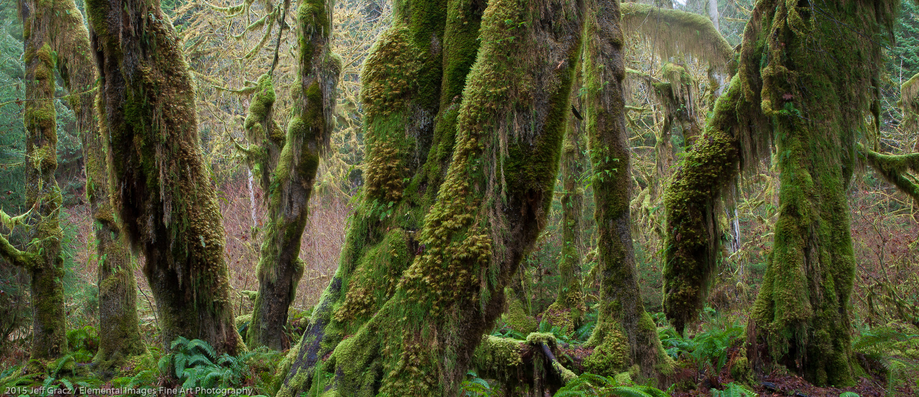 Hall of Mosses II | Olympic National Park | WA | USA - © 2015 Jeff Gracz / Elemental Images Fine Art Photography - All Rights Reserved Worldwide