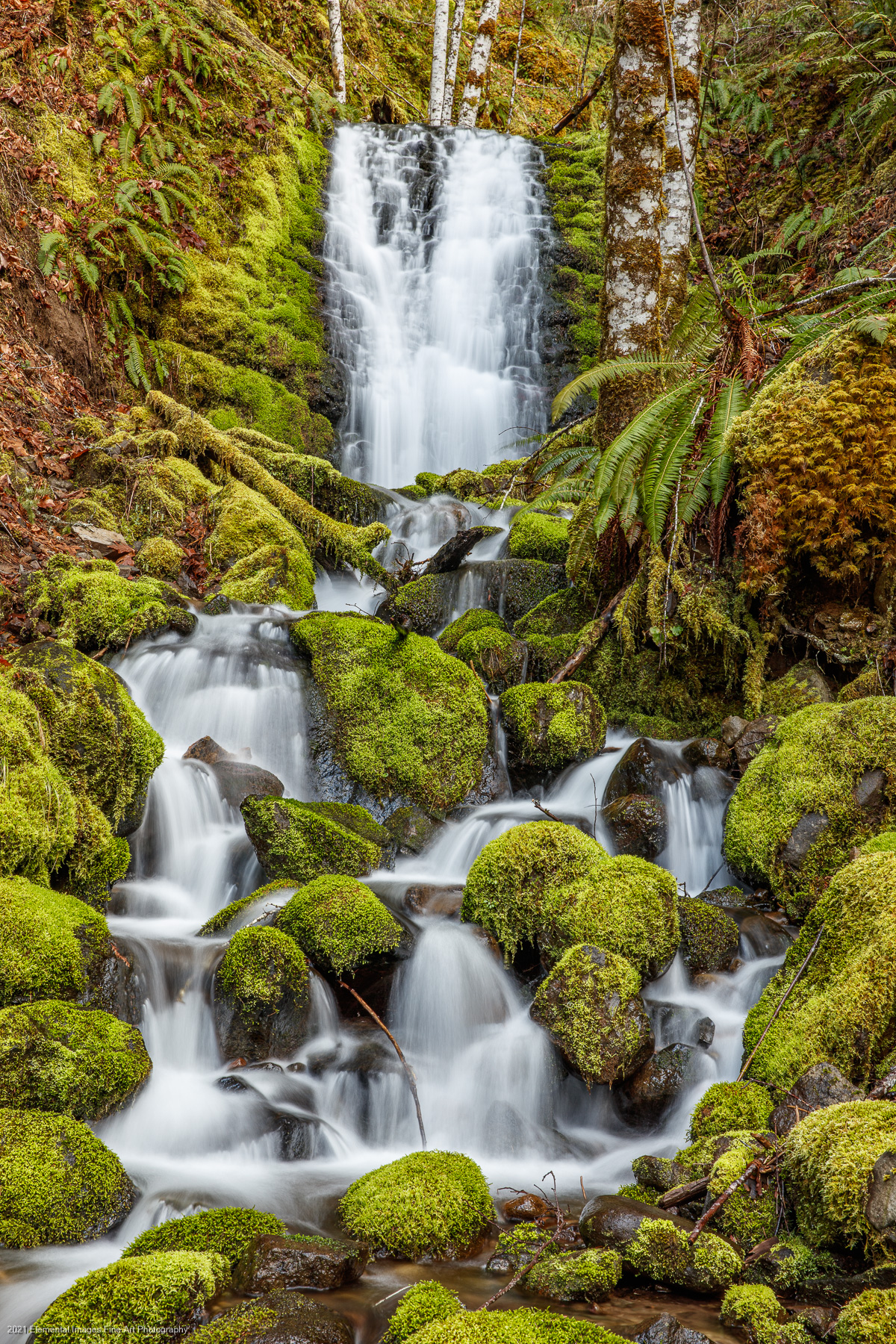 A Forest Stream | Gifford Pinchot National Forest | WA | USA - © 2021 Elemental Images Fine Art Photography - All Rights Reserved Worldwide