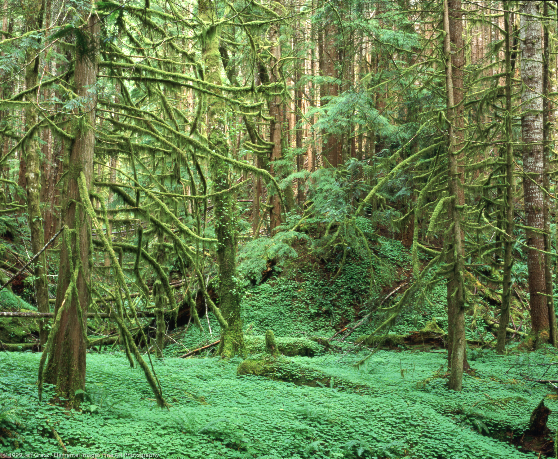 lushness. moss shrouded tree boughs, ferns, sorrel | clatsop state forest | OR | usa - © © 1999 Jeff Gracz / Elemental Images Fine Art Photography - All Rights Reserved Worldwide