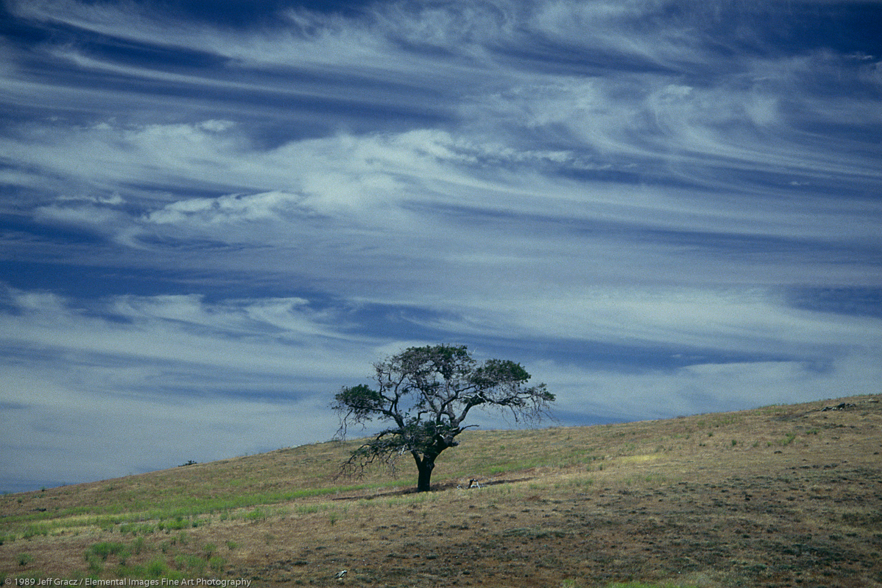 lone tree with cirrus clouds | Julian | CA | USA - © © 1989 Jeff Gracz / Elemental Images Fine Art Photography - All Rights Reserved Worldwide