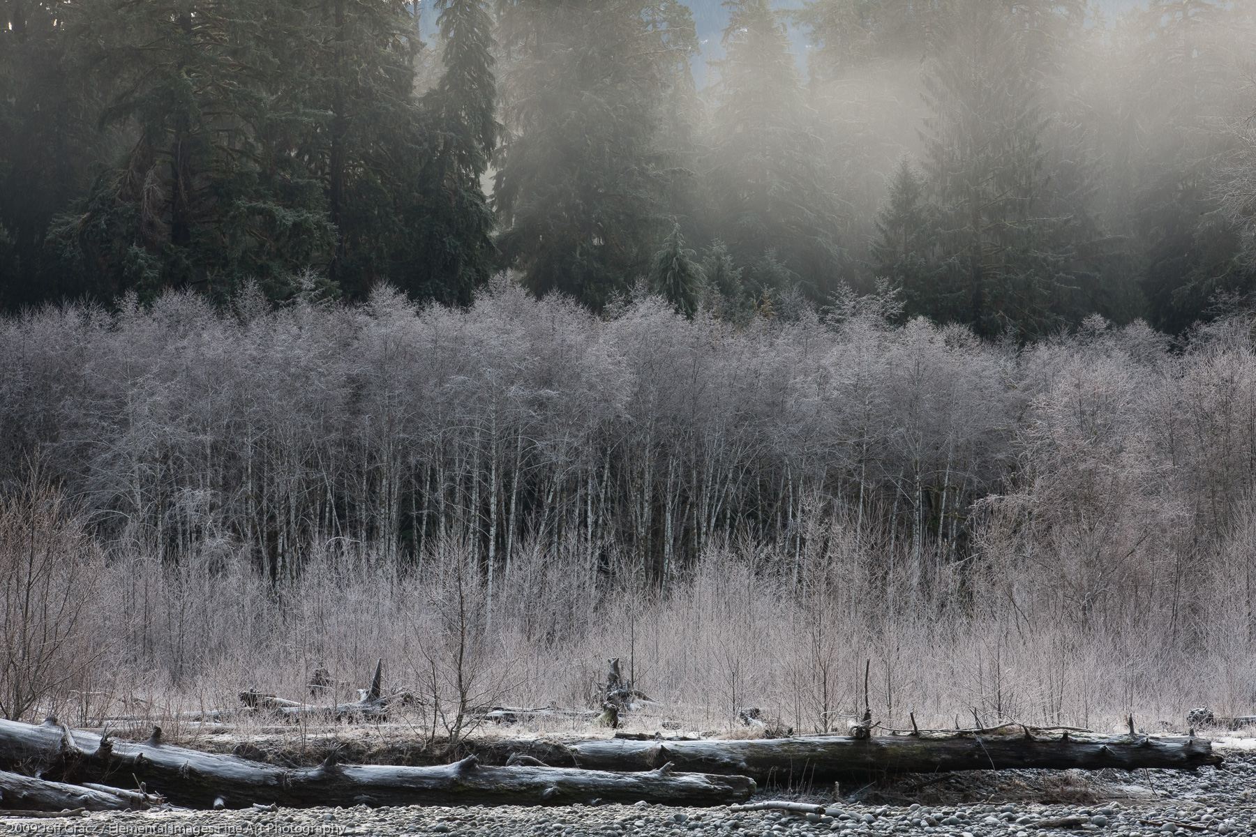 Misty Morning with Frost Covered Alders | Olympic National Park | WA | USA - © 2009 Jeff Gracz / Elemental Images Fine Art Photography - All Rights Reserved Worldwide