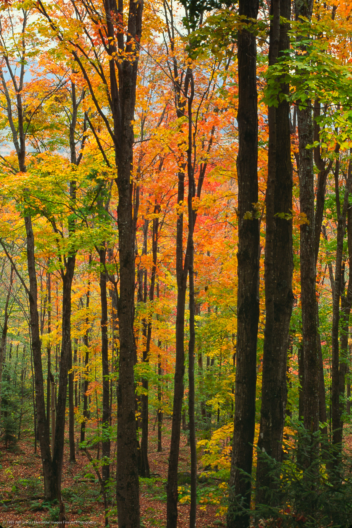 autumn foliage, tree trunks, near john's brook | adirondack state park | NY | usa - © © 1993 Jeff Gracz / Elemental Images Fine Art Photography - All Rights Reserved Worldwide