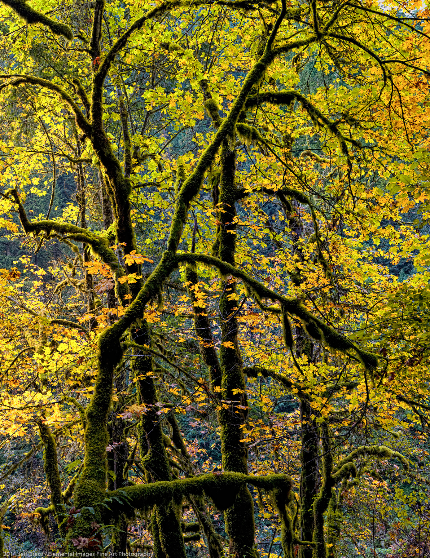 Eagel Creek Maples | Columbia River Gorge National Scenic Area | OR | USA - © 2011 Jeff Gracz / Elemental Images Fine Art Photography - All Rights Reserved Worldwide