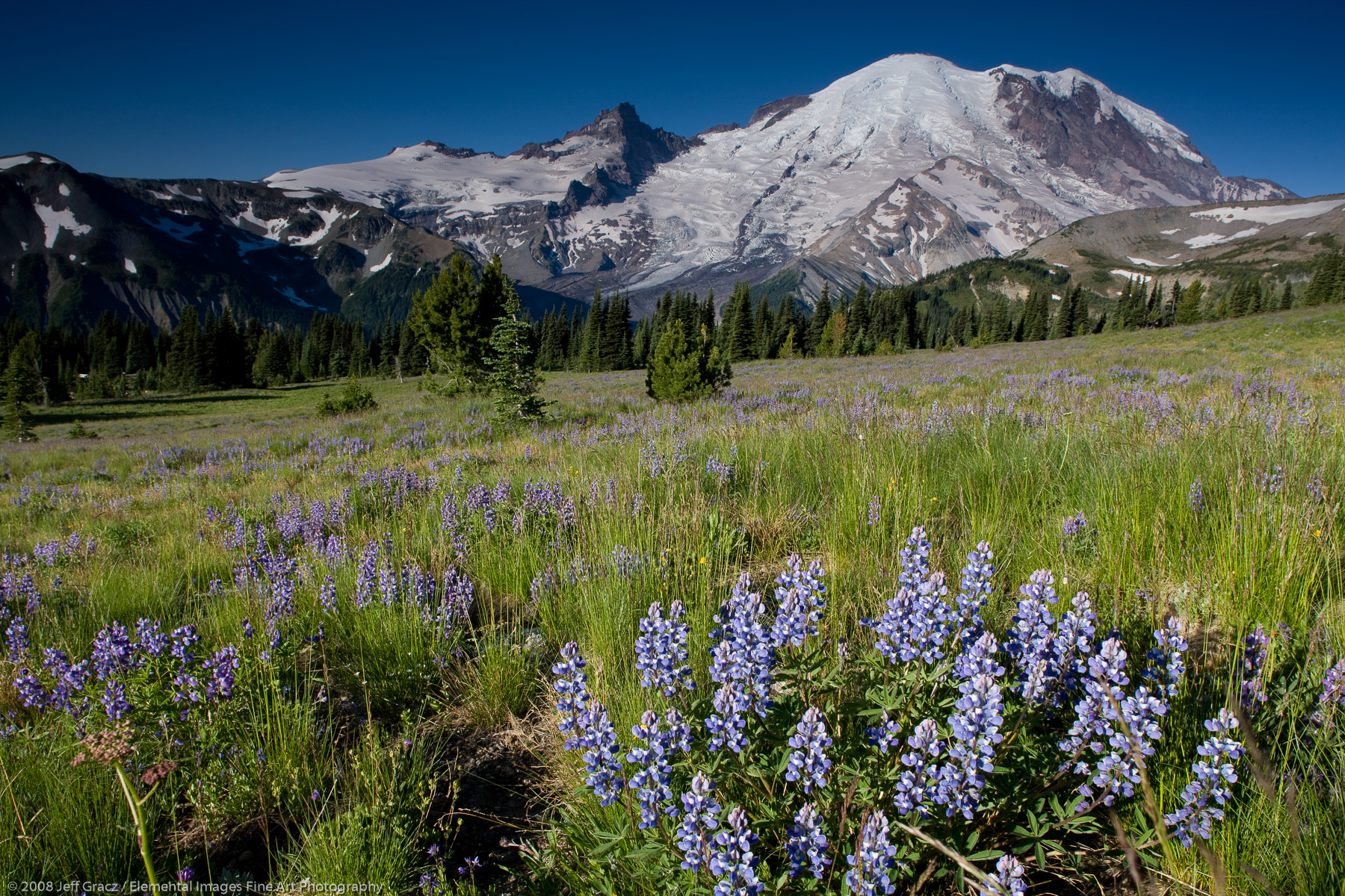 Mt Rainier from sunrise meadows with lupine | Mount Rainier National Park | WA | USA - © © 2008 Jeff Gracz / Elemental Images Fine Art Photography - All Rights Reserved Worldwide