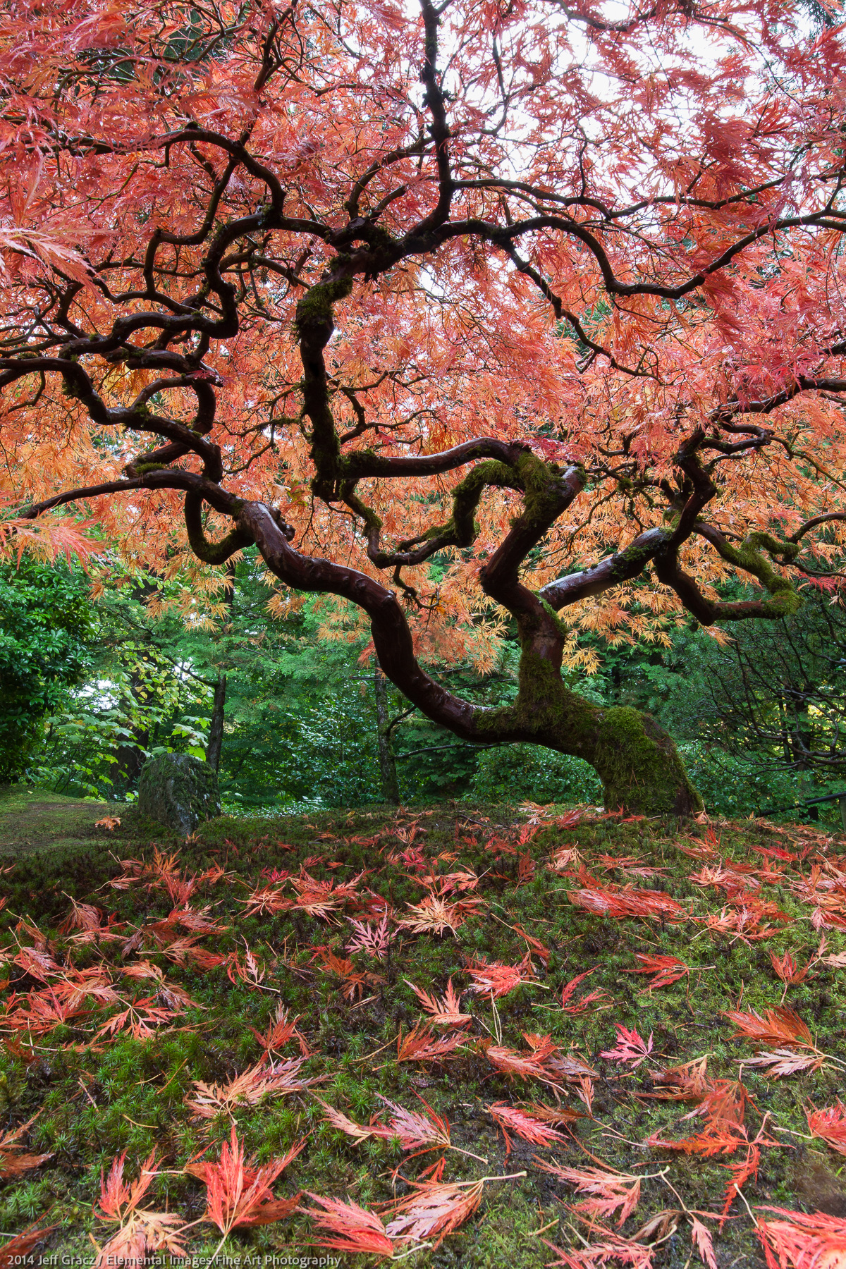 Japanese Maple with Fallen Leaves | Portland | OR | USA - © 2014 Jeff Gracz / Elemental Images Fine Art Photography - All Rights Reserved Worldwide