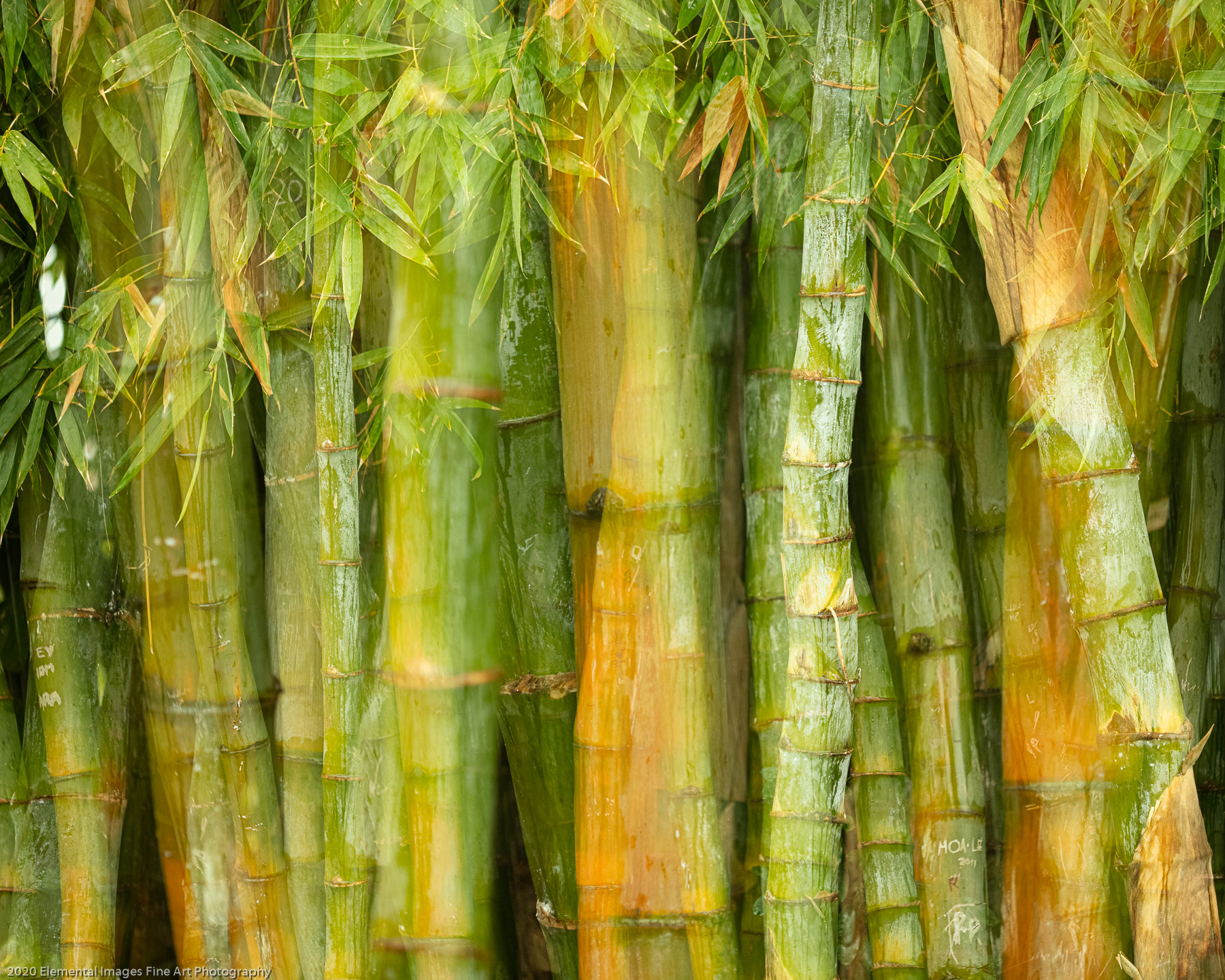 Bamboo Cluster | San Marino | CA |  - © 2020 Elemental Images Fine Art Photography - All Rights Reserved Worldwide