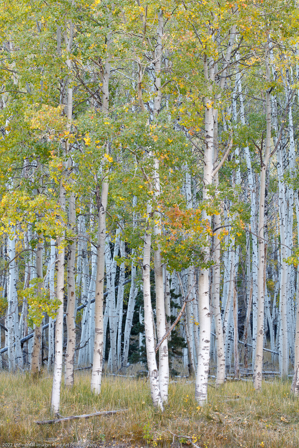Rush Creek Aspens | Silver Lake | CA | USA - © 2022 Elemental Images Fine Art Photography - All Rights Reserved Worldwide