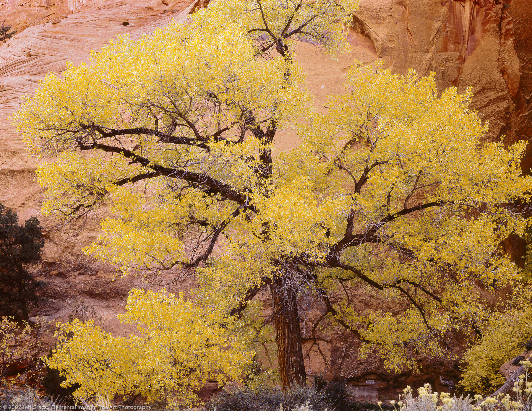 Sublime Cottonwood | Grand Staircase - Escalante National Monument | UT | USA - © © 2007 Jeff Gracz / Elemental Images Fine Art Photography - All Rights Reserved Worldwide