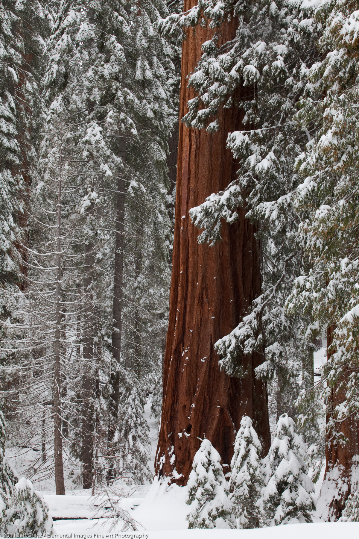 Sequoia Forest in Winter | Yosemite National Park | CA | USA - © 2011 Jeff Gracz / Elemental Images Fine Art Photography - All Rights Reserved Worldwide
