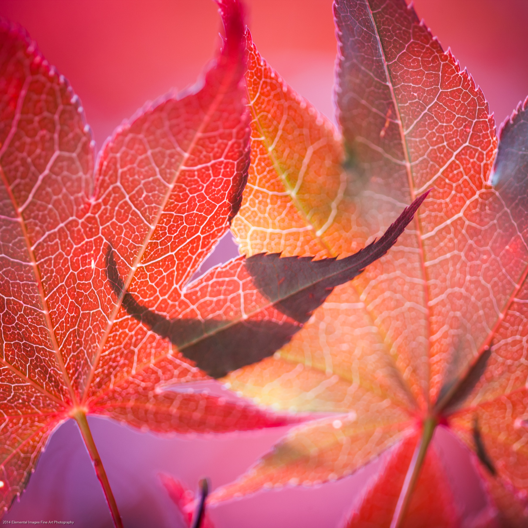 Leaves LXXXVIII | Portland | OR | USA - © 2014 Elemental Images Fine Art Photography - All Rights Reserved Worldwide