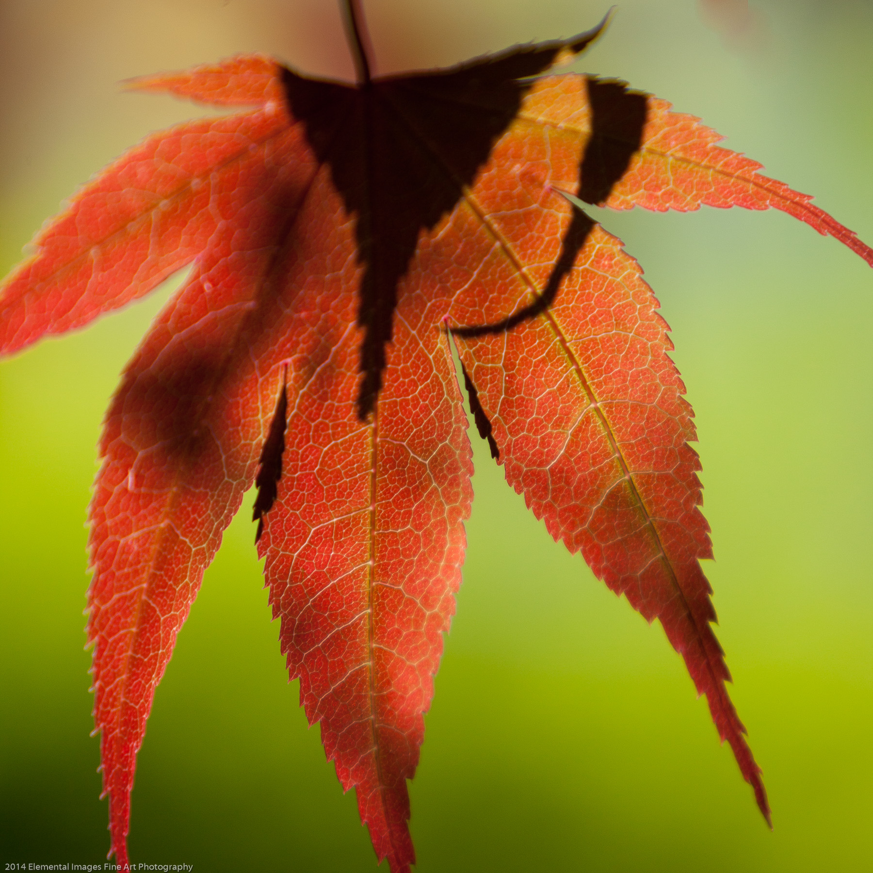Leaves LXC | Portland | OR | USA - © 2014 Elemental Images Fine Art Photography - All Rights Reserved Worldwide