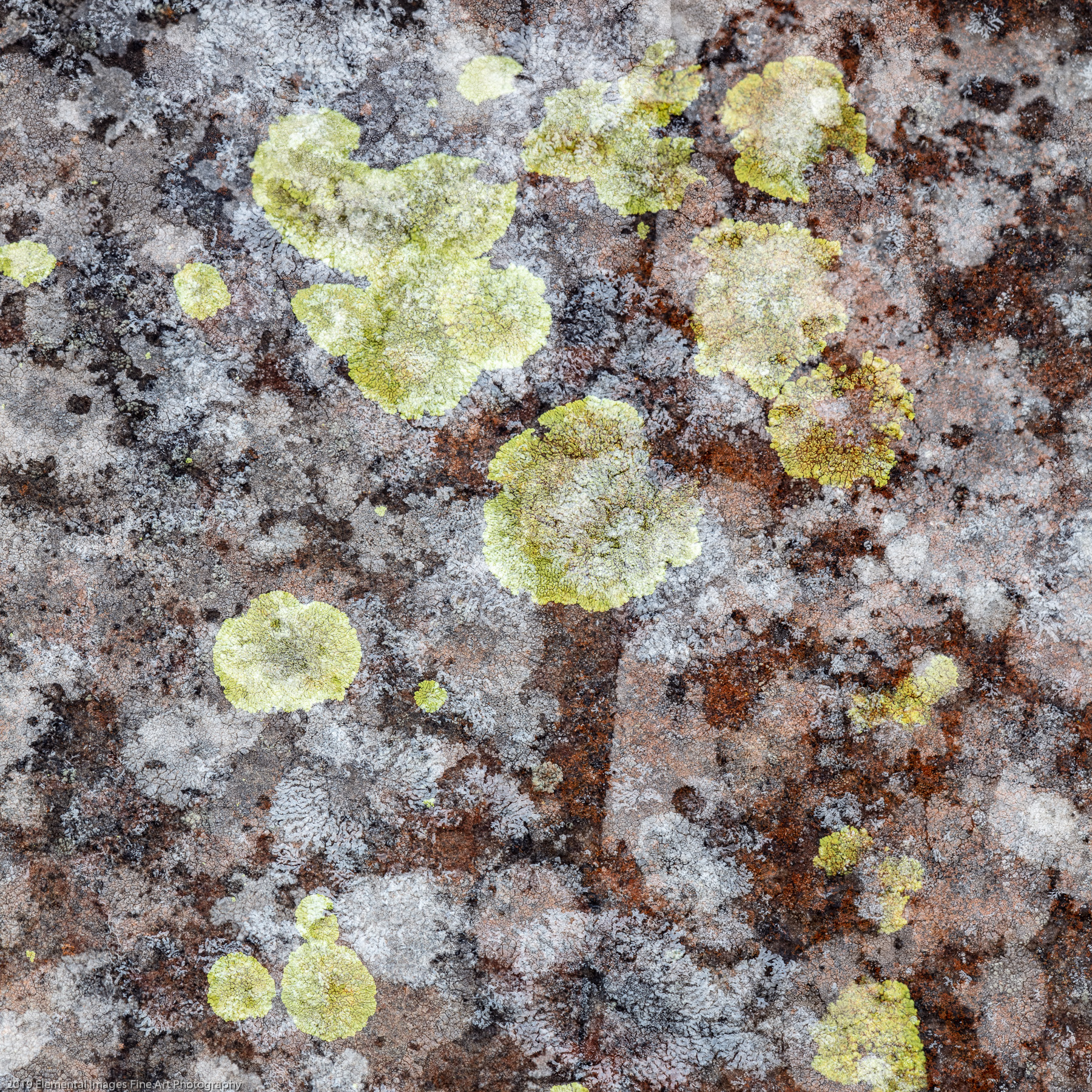 Lichen #7 | Klickitat Trail | WA | USA - © 2019 Elemental Images Fine Art Photography - All Rights Reserved Worldwide