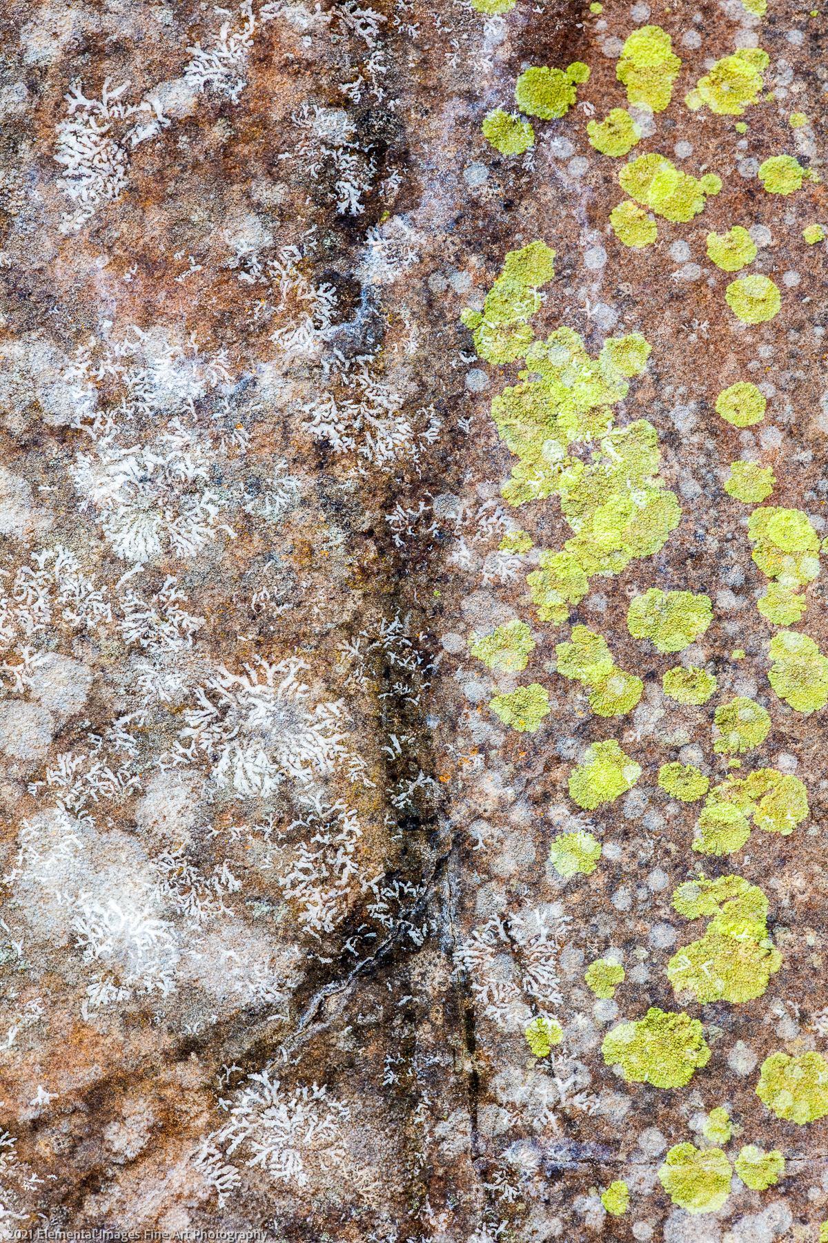 Lichen #9 | Klickitat Trail | WA | USA - © 2021 Elemental Images Fine Art Photography - All Rights Reserved Worldwide