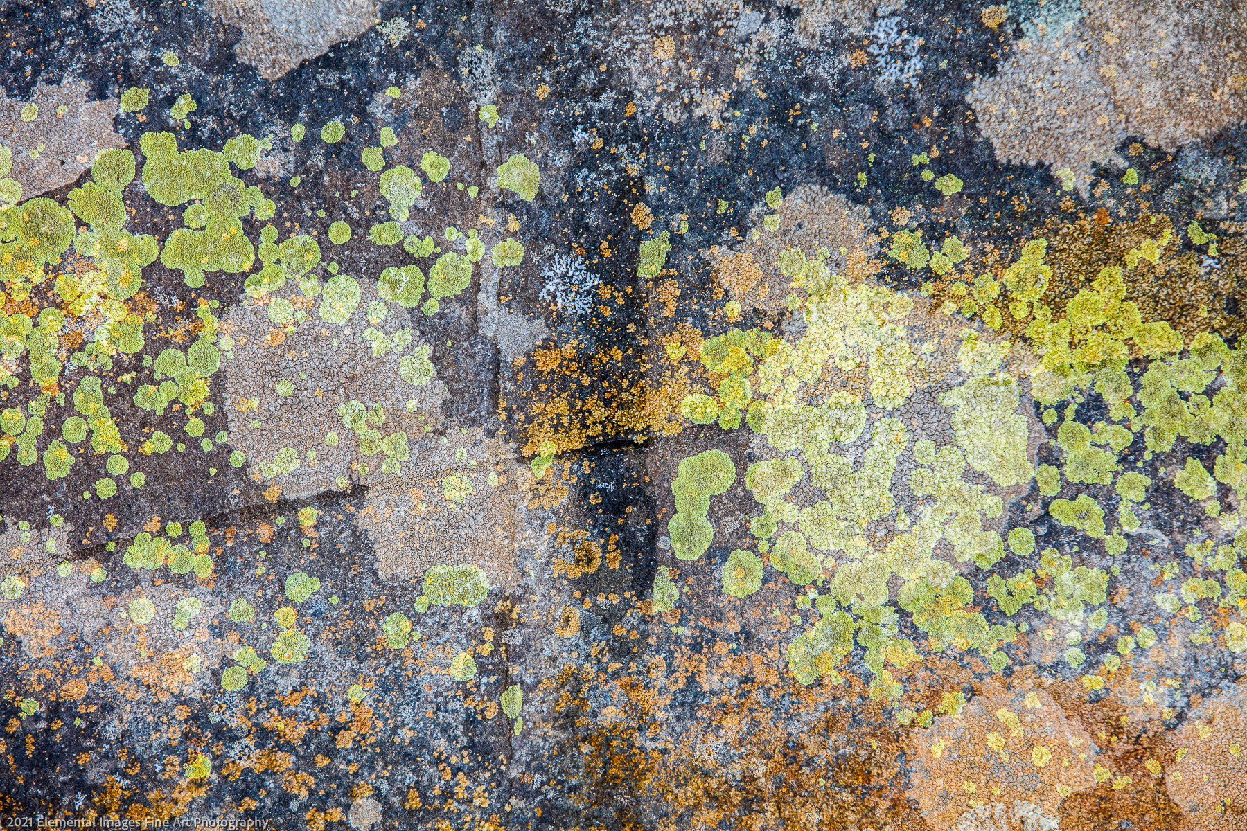 Lichen #12 | Klickitat Trail | WA | USA - © 2021 Elemental Images Fine Art Photography - All Rights Reserved Worldwide