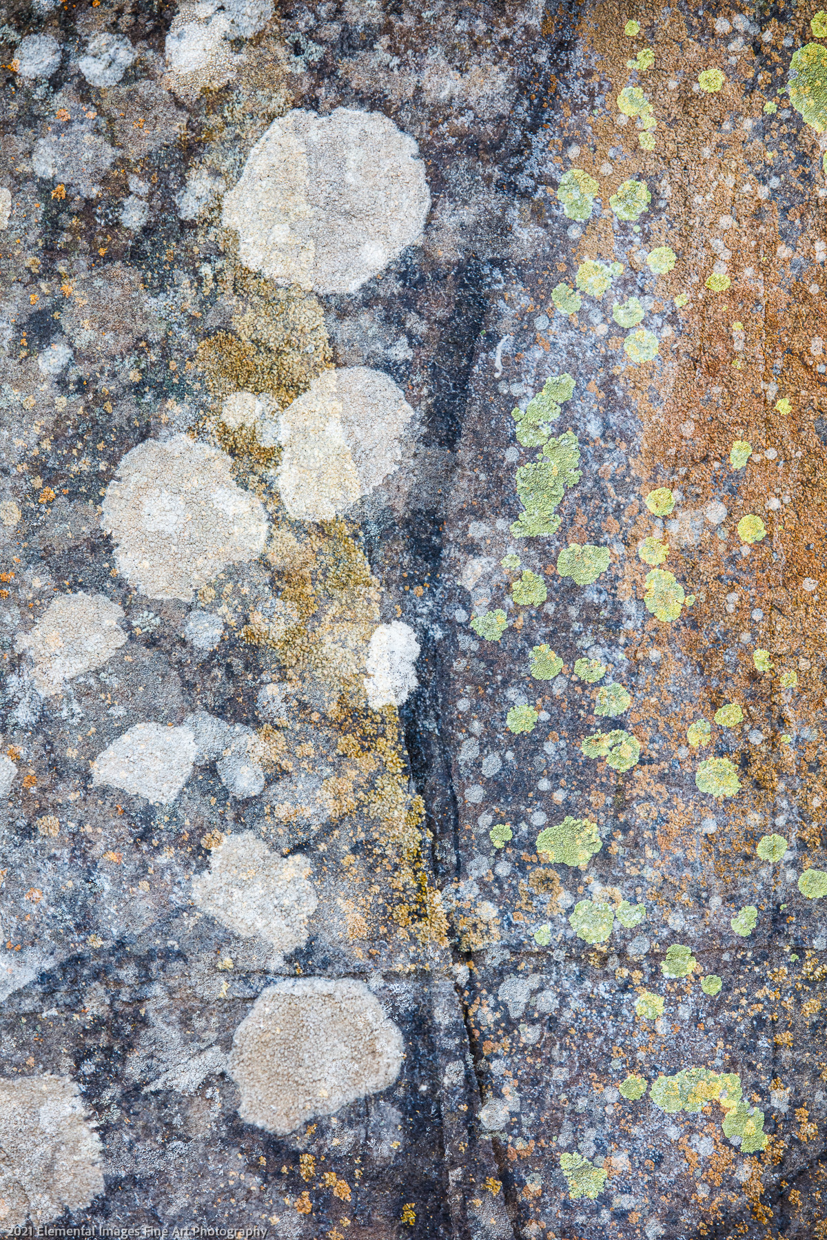 Lichen #14 | Klickitat Trail | WA | USA - © 2021 Elemental Images Fine Art Photography - All Rights Reserved Worldwide