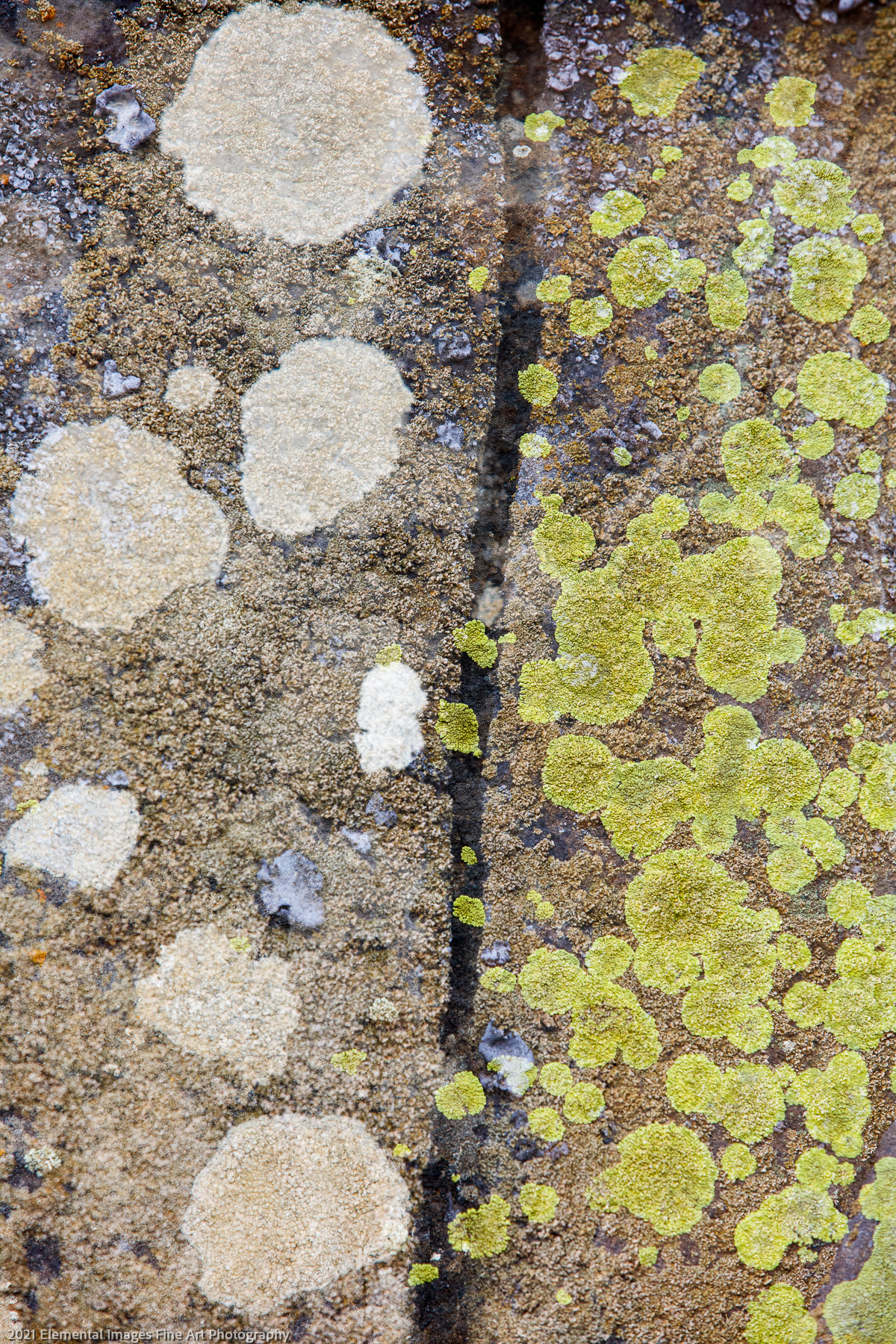 Lichen #15 | Klickitat Trail | WA | USA - © 2021 Elemental Images Fine Art Photography - All Rights Reserved Worldwide