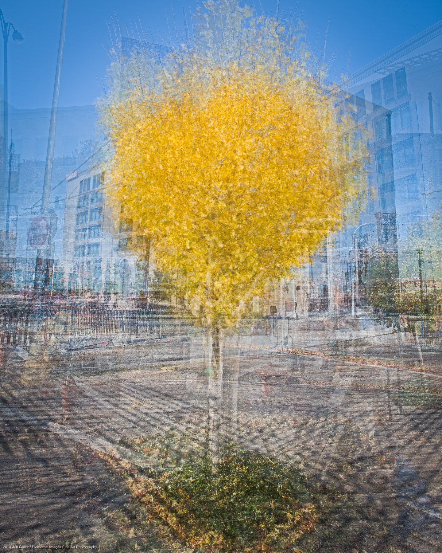 Arborhoods Series: Street Gingko | Portland | OR | USA - © 2014 Jeff Gracz / Elemental Images Fine Art Photography - All Rights Reserved Worldwide
