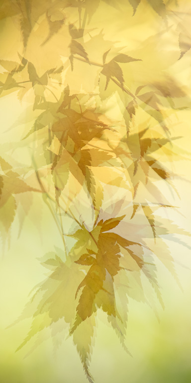 AB1558 AB1558_v1.jpg