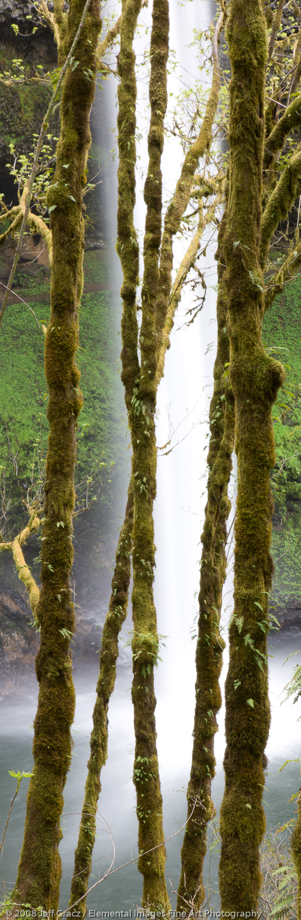 Tree trunks and waterfalls |  | OR | USA - © © 2008 Jeff Gracz / Elemental Images Fine Art Photography - All Rights Reserved Worldwide