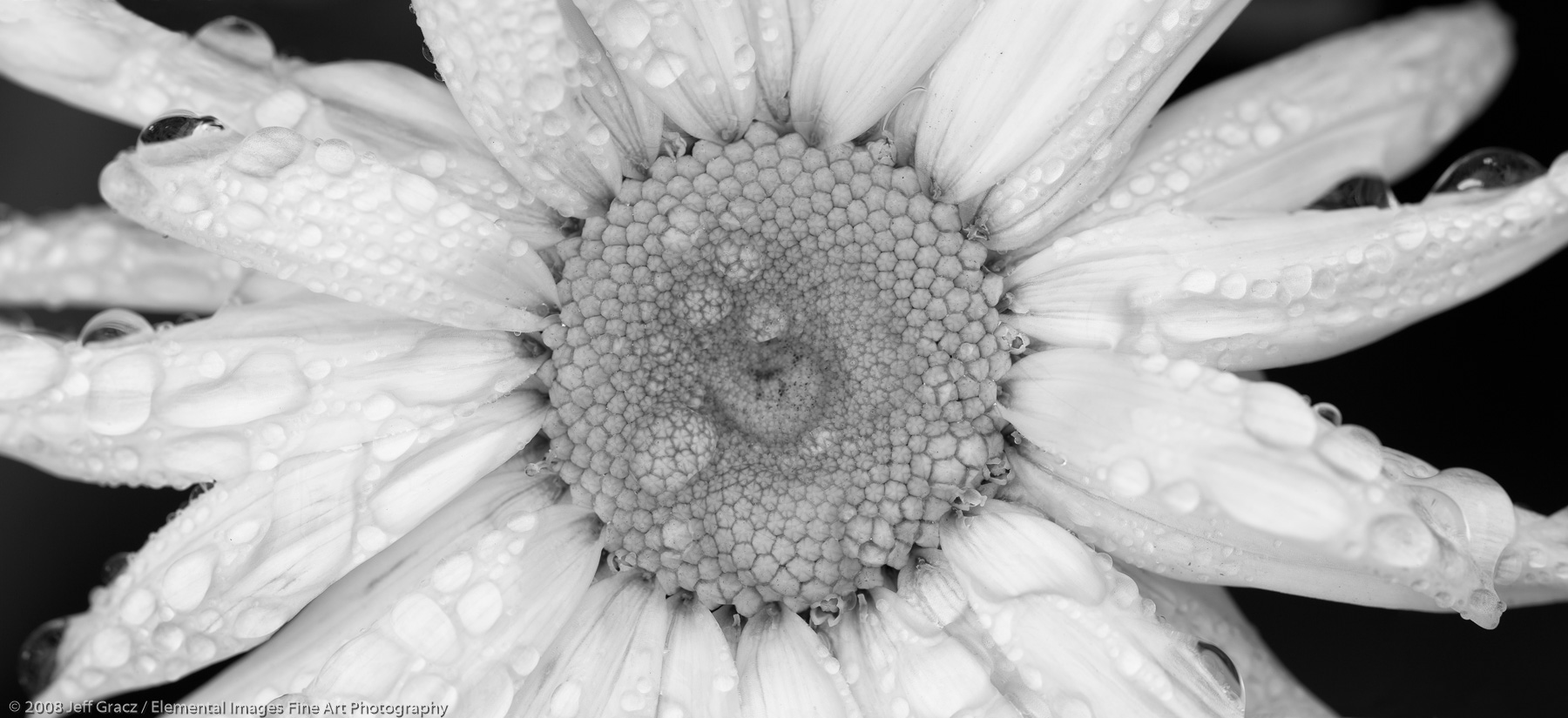 shasta daisy | Gardiner | WA |  - © © 2008 Jeff Gracz / Elemental Images Fine Art Photography - All Rights Reserved Worldwide