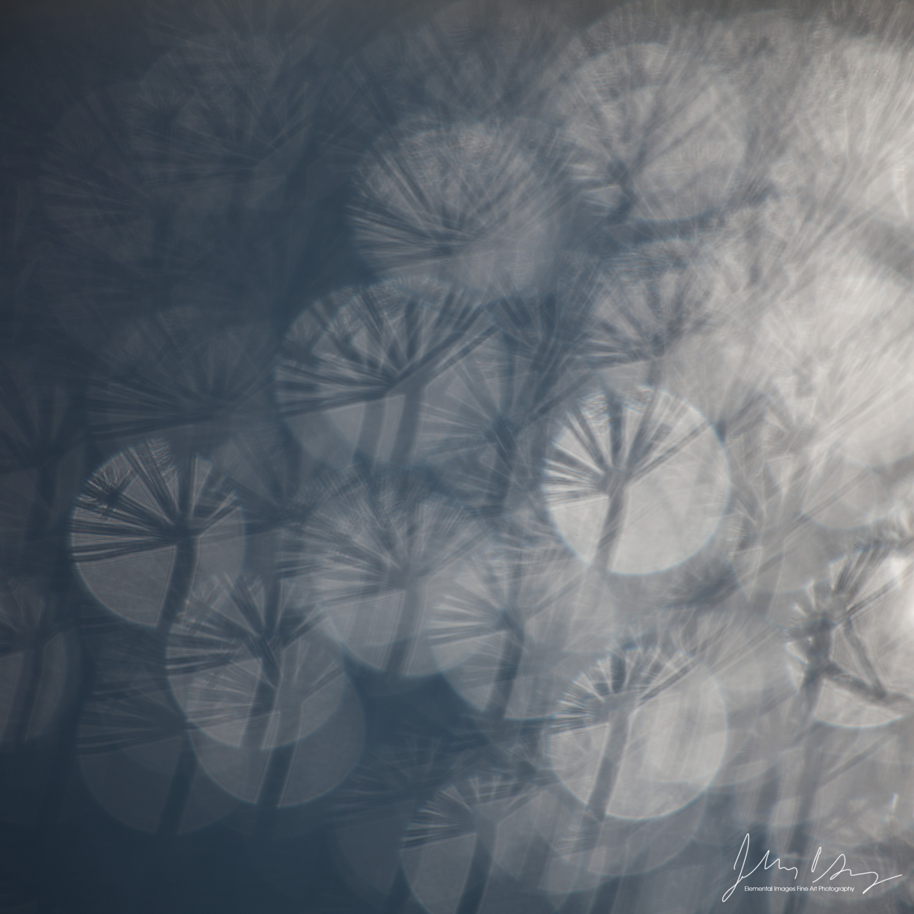 Refractation #116 | Lewis and Clark National Wildlife Refuge | WA | USA - © 2017 Jeff Gracz / Elemental Images Fine Art Photography - All Rights Reserved Worldwide