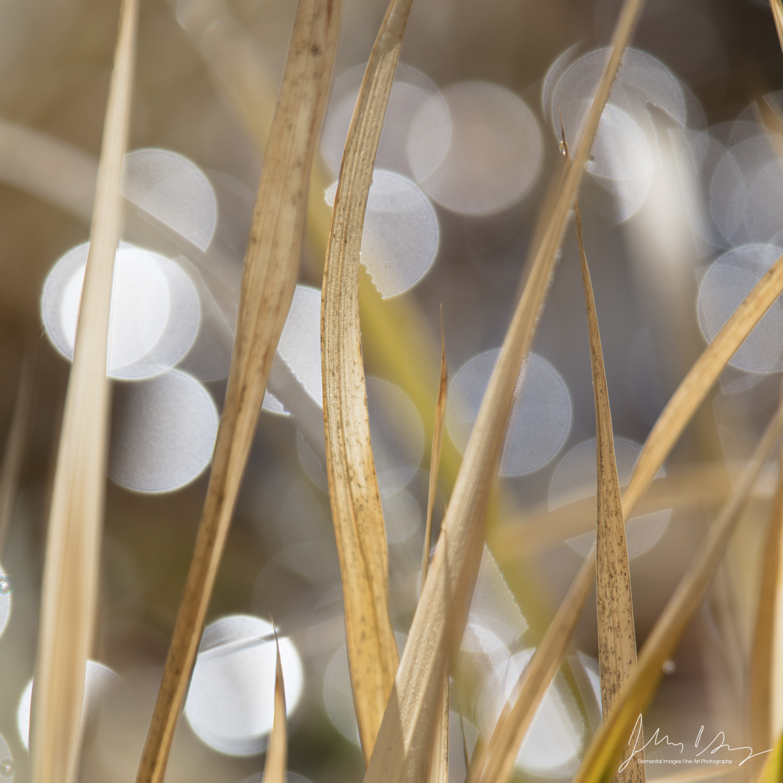 Refractation #170 | Silverton | OR | USA - © 2017 Jeff Gracz / Elemental Images Fine Art Photography - All Rights Reserved Worldwide