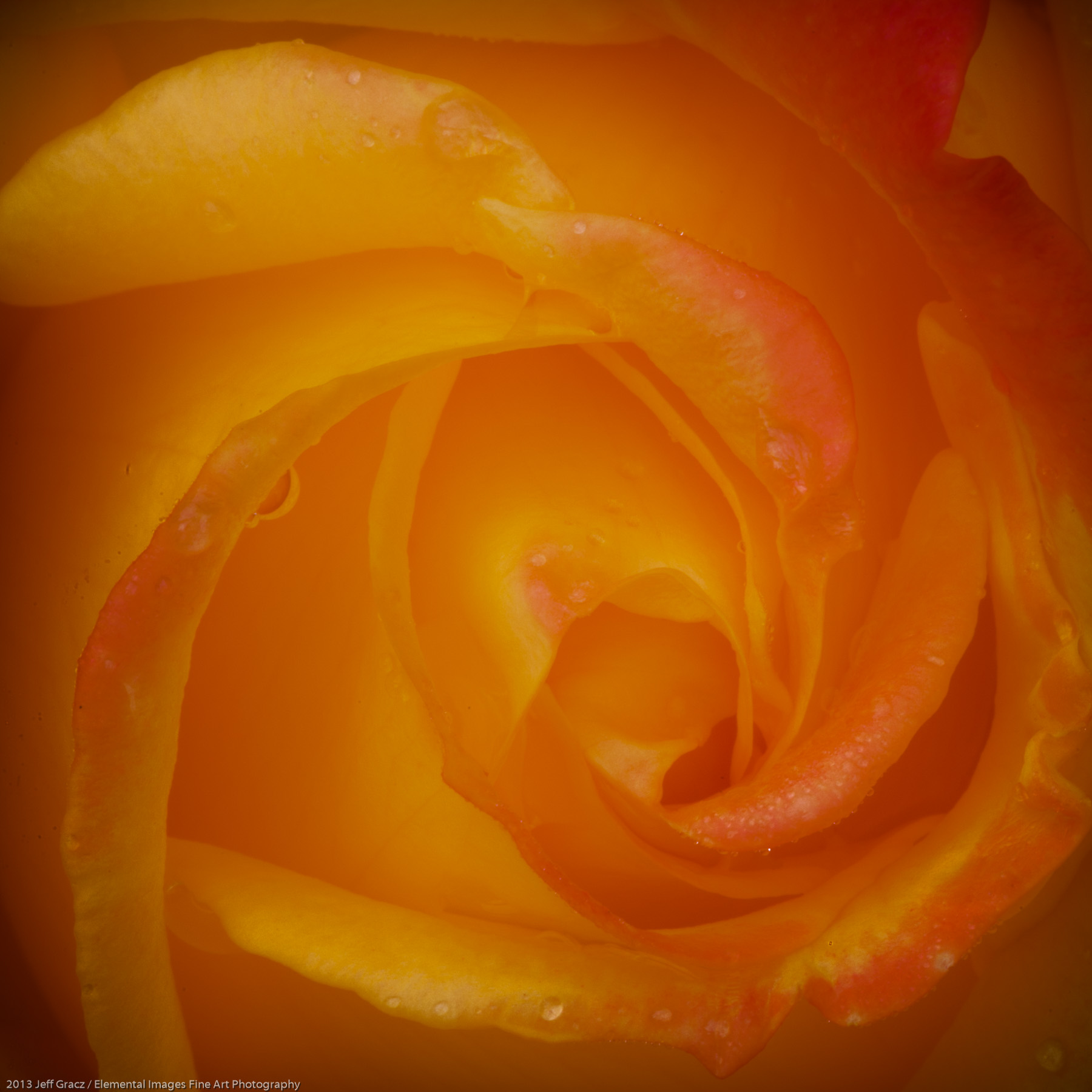 Roses XXXVIX | Portland | OR | USA - © 2013 Jeff Gracz / Elemental Images Fine Art Photography - All Rights Reserved Worldwide