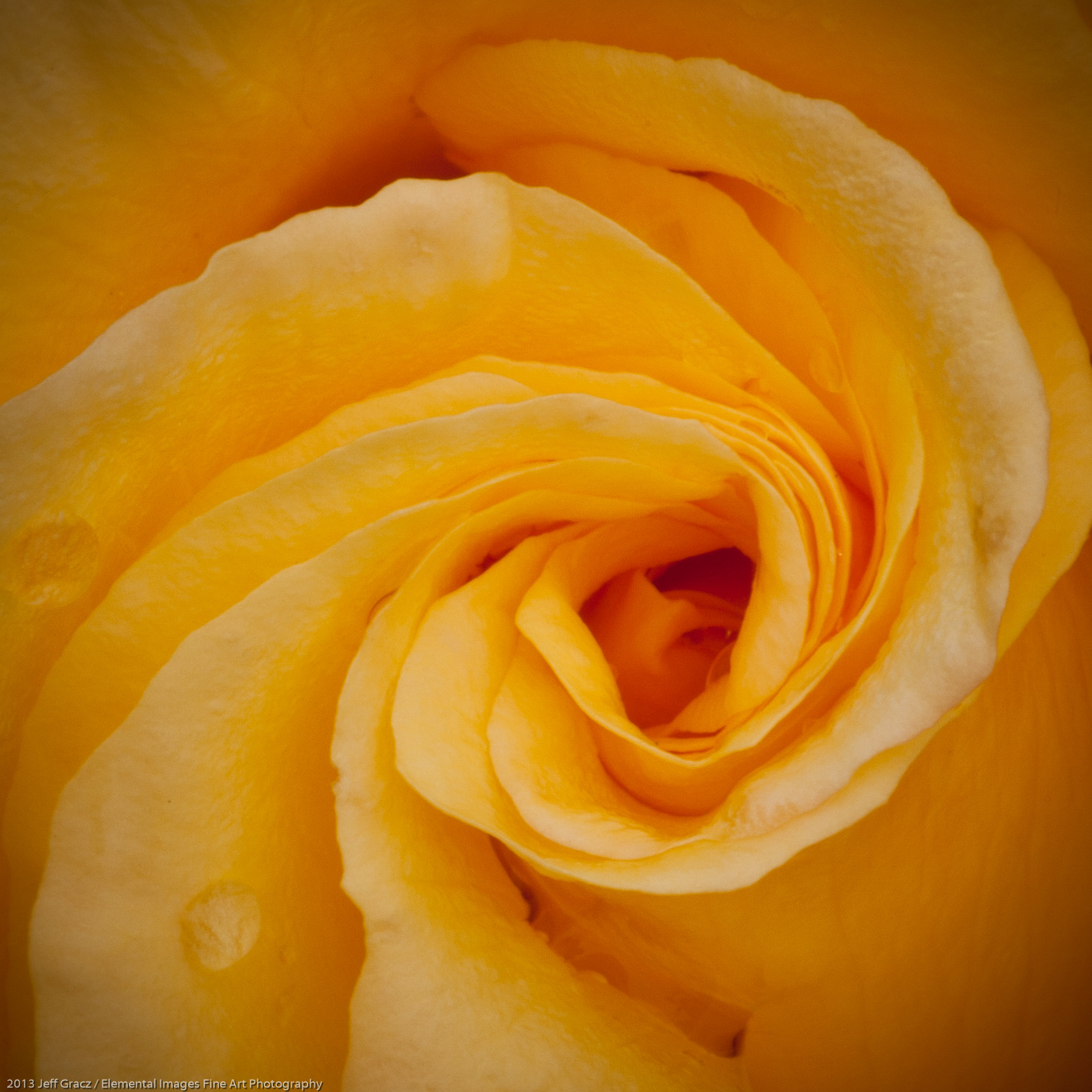 Roses LII | Portland | OR | USA - © 2013 Jeff Gracz / Elemental Images Fine Art Photography - All Rights Reserved Worldwide