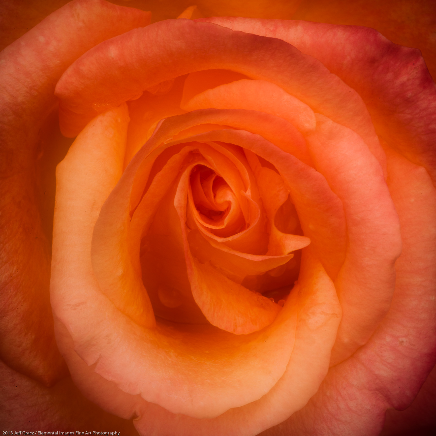 Roses LIII | Portland | OR | USA - © 2013 Jeff Gracz / Elemental Images Fine Art Photography - All Rights Reserved Worldwide