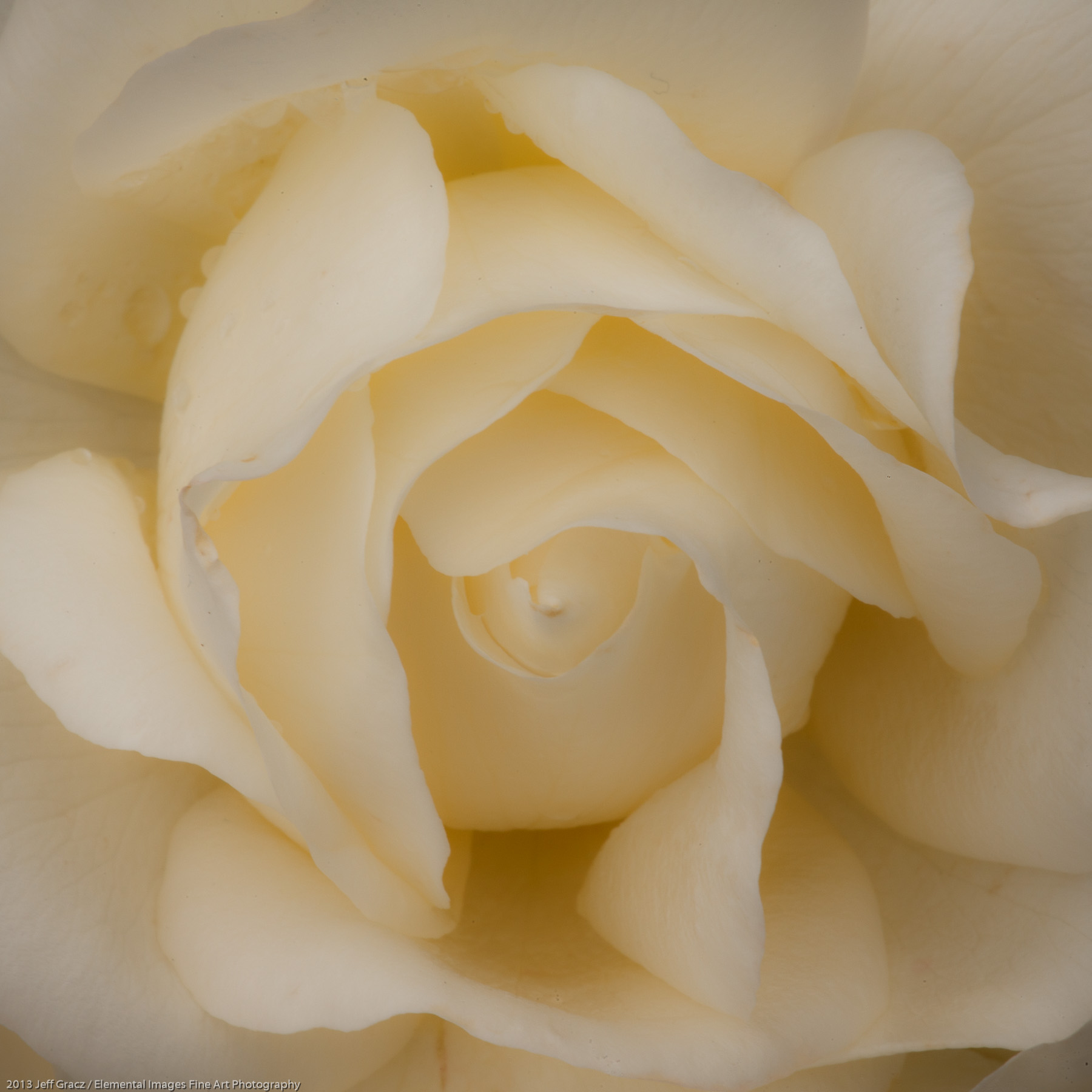 Roses LIV | Portland | OR | USA - © 2013 Jeff Gracz / Elemental Images Fine Art Photography - All Rights Reserved Worldwide