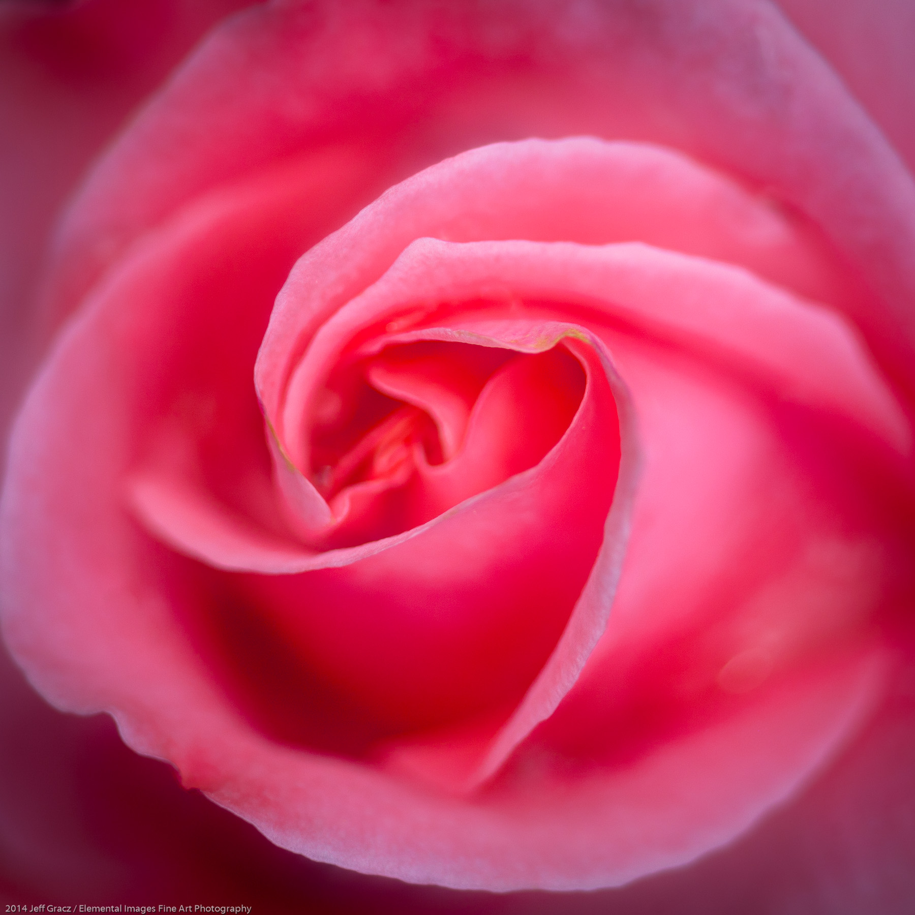 Roses LVI | Portland | OR | USA - © 2014 Jeff Gracz / Elemental Images Fine Art Photography - All Rights Reserved Worldwide
