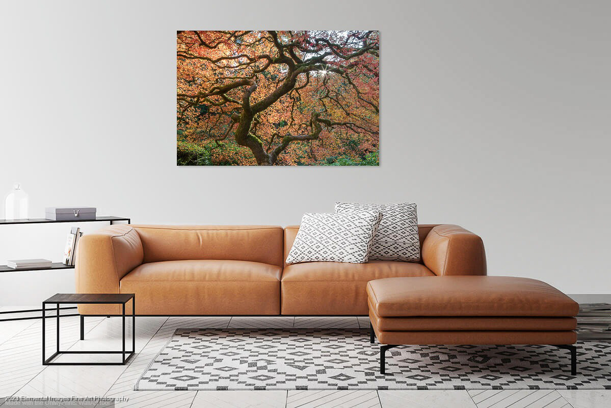 Japanese Maple (PL1192) with Sofa |  |  |  - © 2023 Elemental Images Fine Art Photography - All Rights Reserved Worldwide